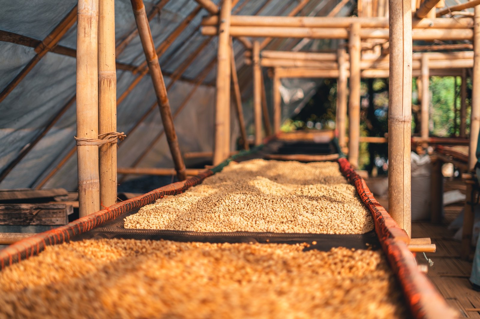 Coffee beans are dried in the greenhouse. Coffee beans are dried in the greenhouse.