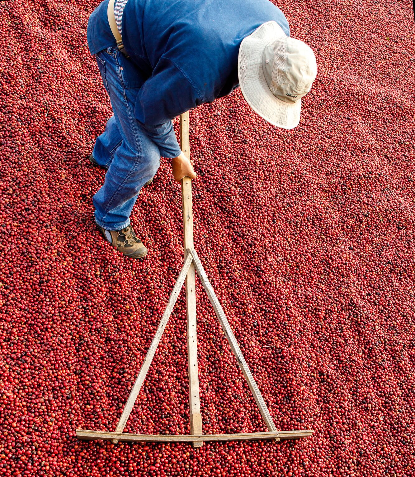 Coffee beans drying in the sun. Coffee plantations at coffee farm Coffee beans drying in the sun. Coffee plantations at coffee farm