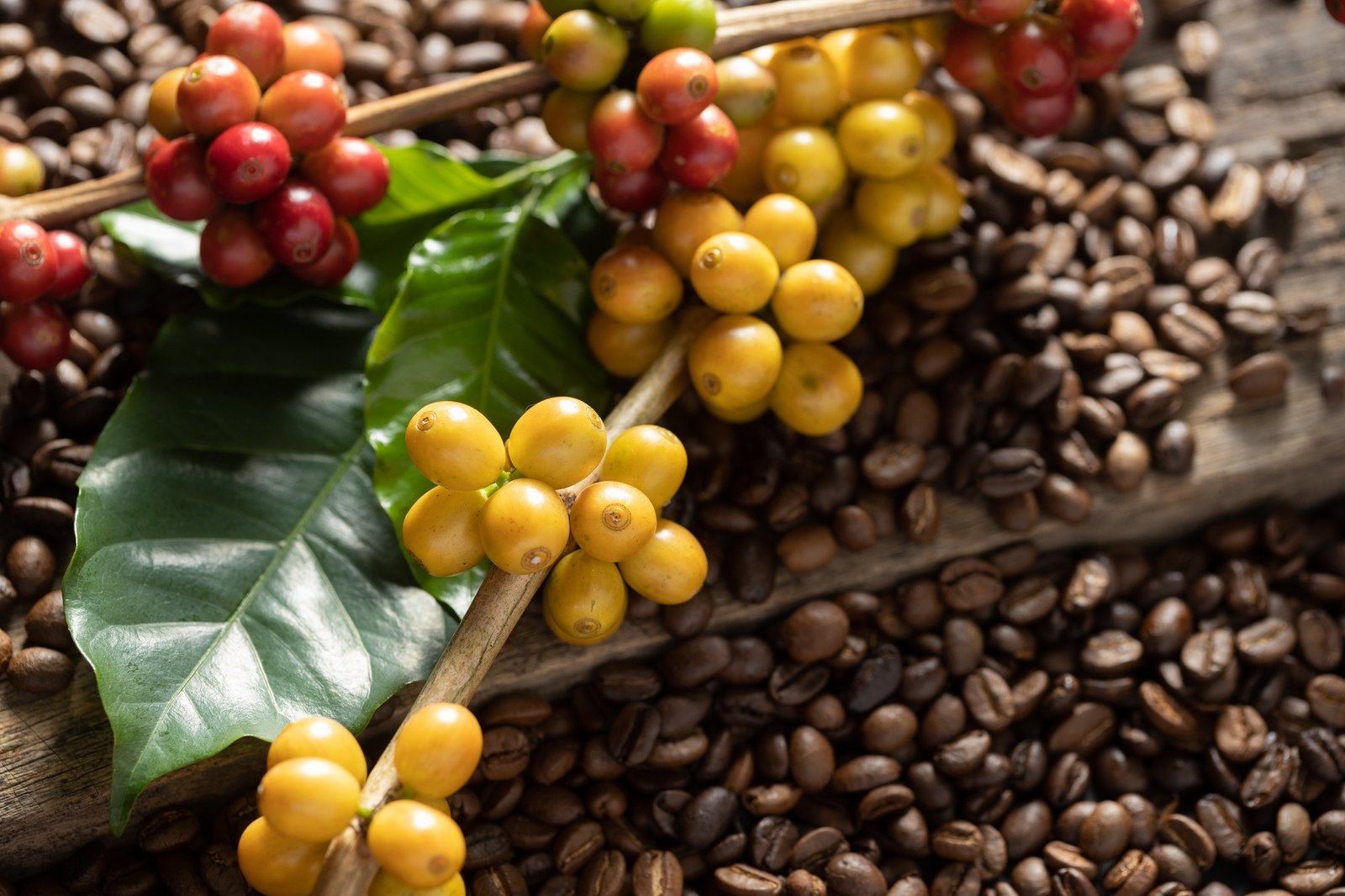 Coffee beans on coffee green leaves on wooden background, Fresh coffee beans on wooden background Coffee beans on coffee green leaves on wooden background, Fresh coffee beans on wooden background