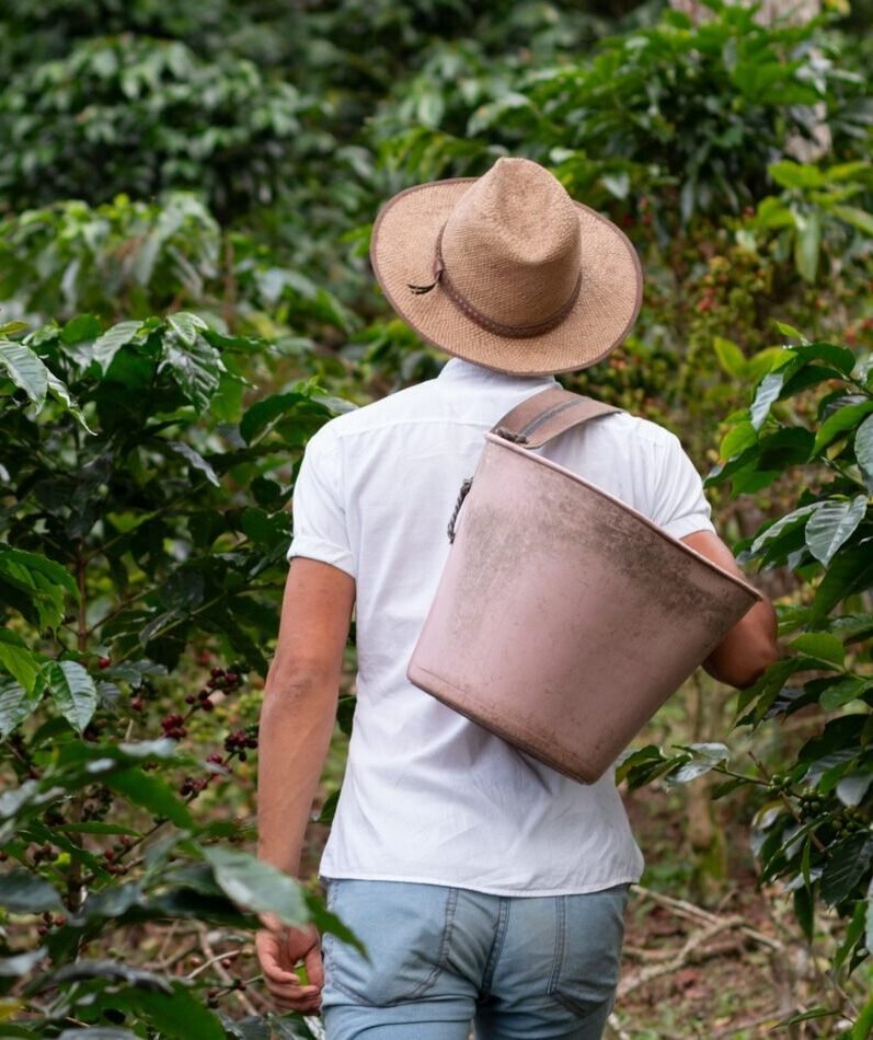Coffee farmer walking through the coffee plantation. Coffee plants. Man wearing peasant hat.