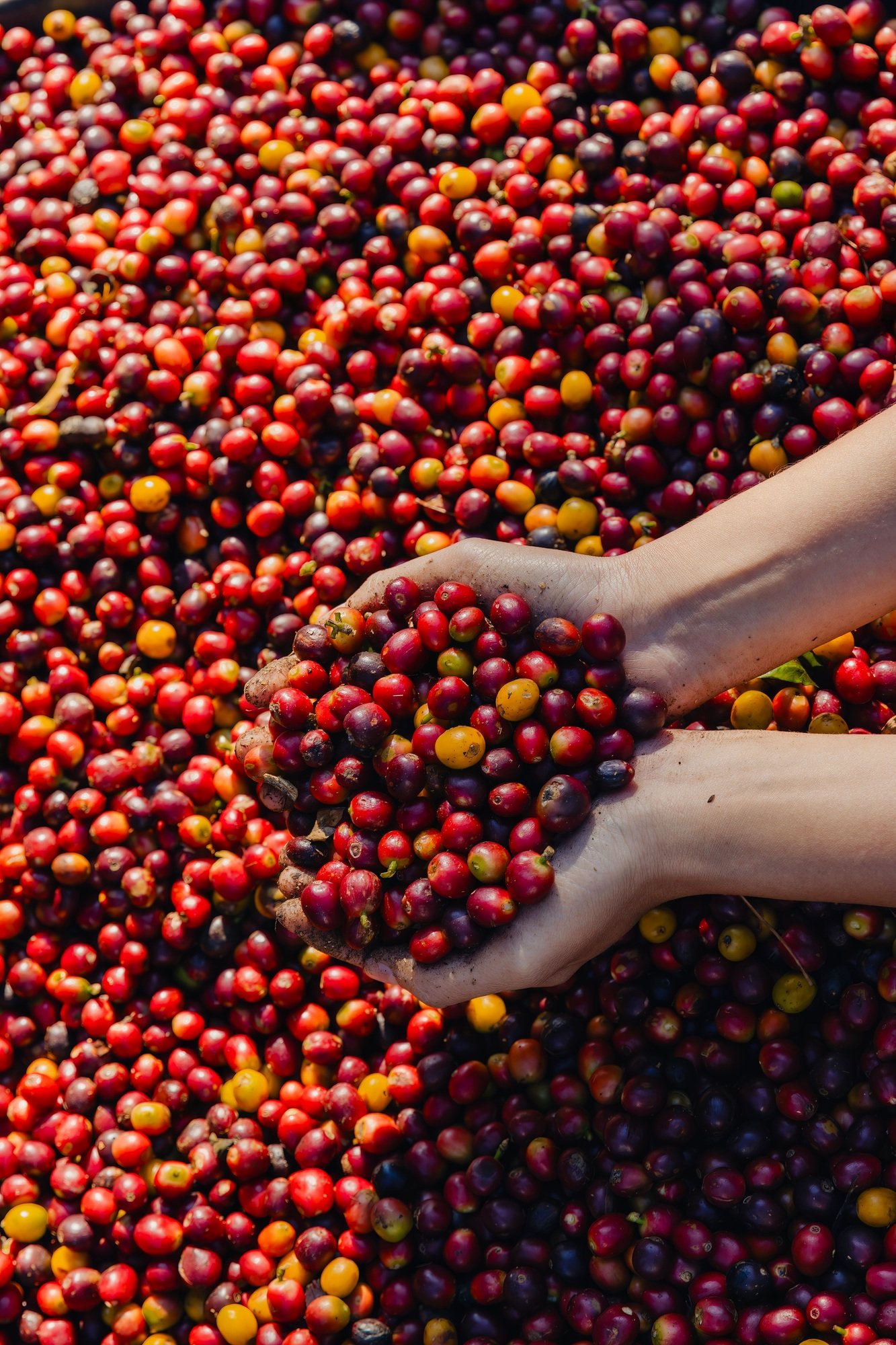 Fresh red berries coffee beans in hand. Harvesting coffee bean.