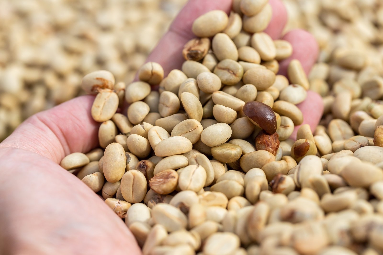 natural organic green coffee beans natural organic green coffee beans