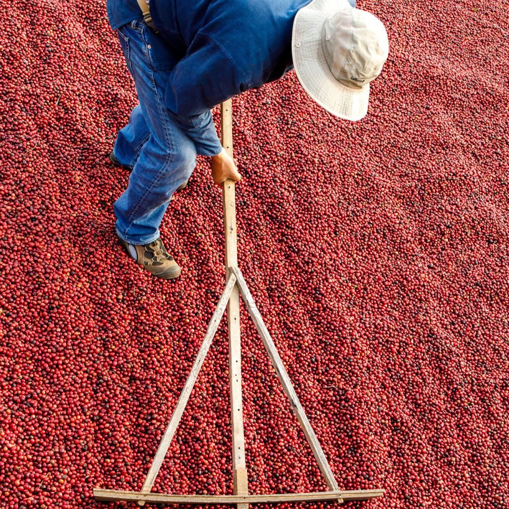 Coffee beans drying in the sun. Coffee plantations at coffee farm